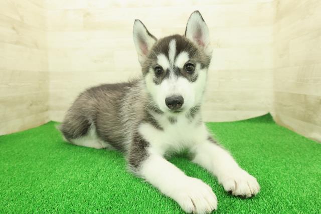 沖縄県のシベリアンハスキー (Coo&RIKU沖縄浦添店/2025年11月17日生まれ/男の子/ブラックホワイト)の子犬の3枚目の画像