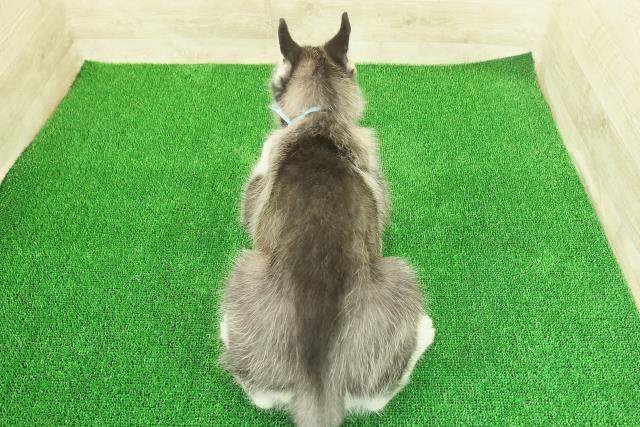 沖縄県のシベリアンハスキー (Coo&RIKU沖縄浦添店/2025年11月17日生まれ/男の子/ブラックホワイト)の子犬の4枚目の画像