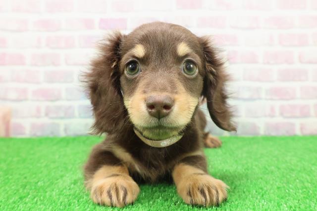 福島県のミニチュアダックスフンド(ロング) (Coo&RIKU福島店/2025年11月17日生まれ/女の子/チョコレートタン)の子犬