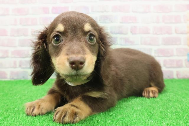 福島県のミニチュアダックスフンド(ロング) (Coo&RIKU福島店/2025年11月17日生まれ/女の子/チョコレートタン)の子犬の2枚目の画像