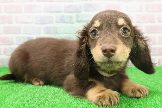 福島県のミニチュアダックスフンド(ロング) (Coo&RIKU福島店/2025年11月17日生まれ/女の子/チョコレートタン)の子犬の3枚目の画像