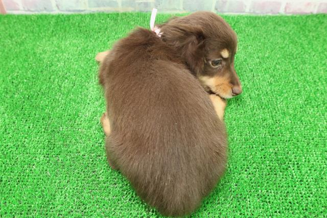 福島県のミニチュアダックスフンド(ロング) (Coo&RIKU福島店/2025年11月17日生まれ/女の子/チョコレートタン)の子犬の4枚目の画像