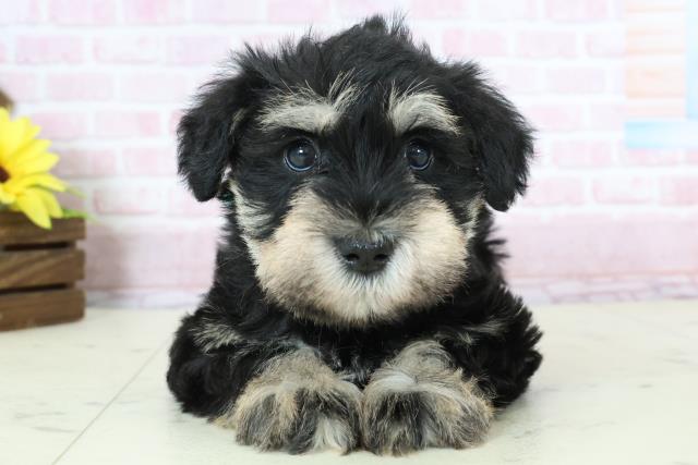 福岡県のミニチュアシュナウザー (Coo&RIKU久留米店/2025年11月23日生まれ/男の子/ブラックシルバー)の子犬の1枚目の画像