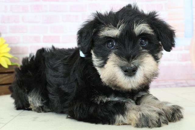 福岡県のミニチュアシュナウザー (Coo&RIKU久留米店/2025年11月23日生まれ/男の子/ブラックシルバー)の子犬の2枚目の画像