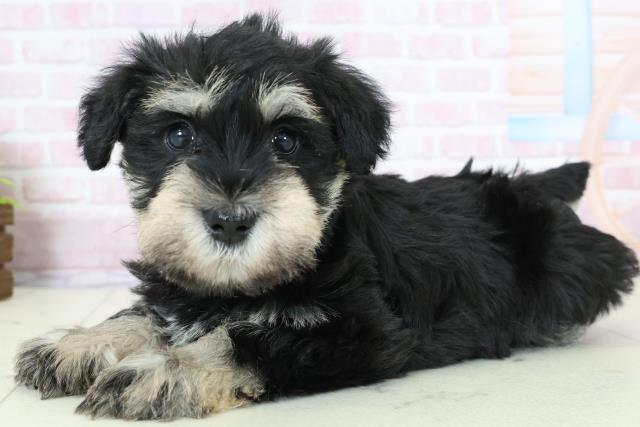 福岡県のミニチュアシュナウザー (Coo&RIKU久留米店/2025年11月23日生まれ/男の子/ブラックシルバー)の子犬の3枚目の画像