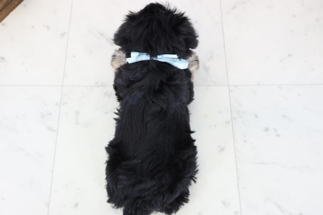 福岡県のミニチュアシュナウザー (Coo&RIKU久留米店/2025年11月23日生まれ/男の子/ブラックシルバー)の子犬の4枚目の画像