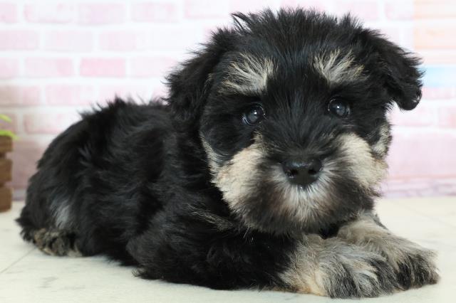 宮崎県のミニチュアシュナウザー (Coo&RIKU宮崎店/2025年11月23日生まれ/男の子/ブラックシルバー)の子犬の2枚目の画像