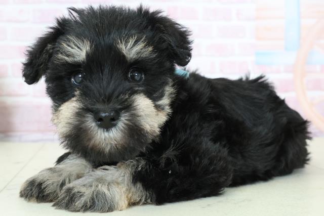 宮崎県のミニチュアシュナウザー (Coo&RIKU宮崎店/2025年11月23日生まれ/男の子/ブラックシルバー)の子犬の3枚目の画像