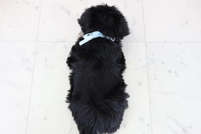 宮崎県のミニチュアシュナウザー (Coo&RIKU宮崎店/2025年11月23日生まれ/男の子/ブラックシルバー)の子犬の4枚目の画像