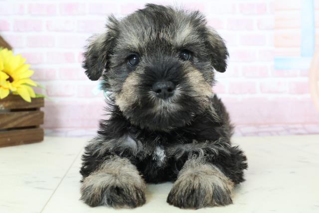 鹿児島県のミニチュアシュナウザー (Coo&RIKU鹿児島店/2025年11月23日生まれ/男の子/ソルト)の子犬の1枚目の画像