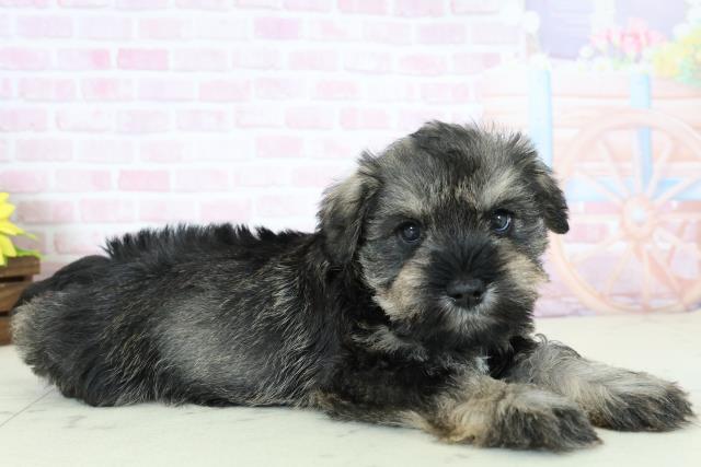 鹿児島県のミニチュアシュナウザー (Coo&RIKU鹿児島店/2025年11月23日生まれ/男の子/ソルト)の子犬の2枚目の画像