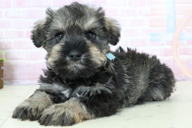 鹿児島県のミニチュアシュナウザー (Coo&RIKU鹿児島店/2025年11月23日生まれ/男の子/ソルト)の子犬の3枚目の画像