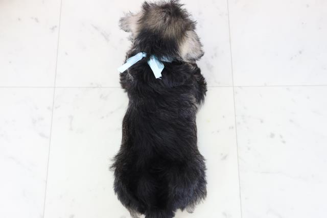 鹿児島県のミニチュアシュナウザー (Coo&RIKU鹿児島店/2025年11月23日生まれ/男の子/ソルト)の子犬の4枚目の画像