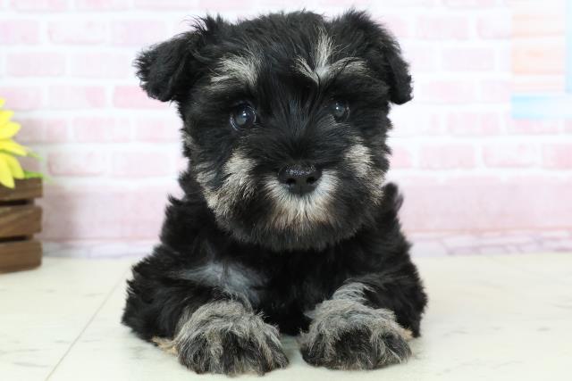 福岡県のミニチュアシュナウザー (Coo&RIKU筑後店/2025年11月23日生まれ/女の子/ブラックシルバー)の子犬の1枚目の画像