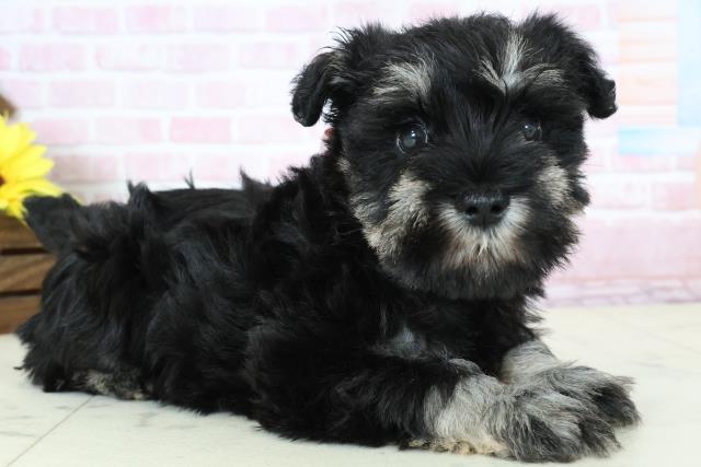 福岡県のミニチュアシュナウザー (Coo&RIKU筑後店/2025年11月23日生まれ/女の子/ブラックシルバー)の子犬の2枚目の画像