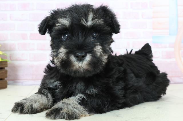 福岡県のミニチュアシュナウザー (Coo&RIKU筑後店/2025年11月23日生まれ/女の子/ブラックシルバー)の子犬の3枚目の画像