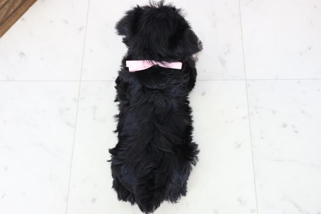 福岡県のミニチュアシュナウザー (Coo&RIKU筑後店/2025年11月23日生まれ/女の子/ブラックシルバー)の子犬の4枚目の画像