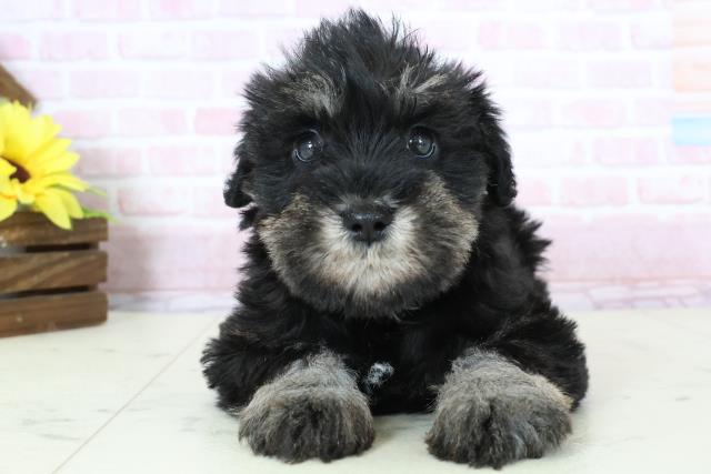 鹿児島県のミニチュアシュナウザー (Coo&RIKU鹿屋店/2025年11月23日生まれ/女の子/ブラックシルバー)の子犬の1枚目の画像