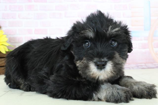 鹿児島県のミニチュアシュナウザー (Coo&RIKU鹿屋店/2025年11月23日生まれ/女の子/ブラックシルバー)の子犬の2枚目の画像