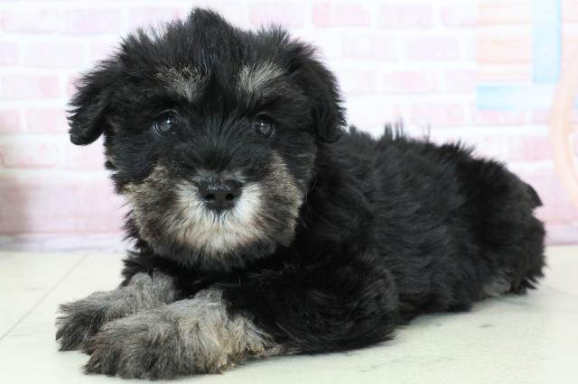 鹿児島県のミニチュアシュナウザー (Coo&RIKU鹿屋店/2025年11月23日生まれ/女の子/ブラックシルバー)の子犬の3枚目の画像