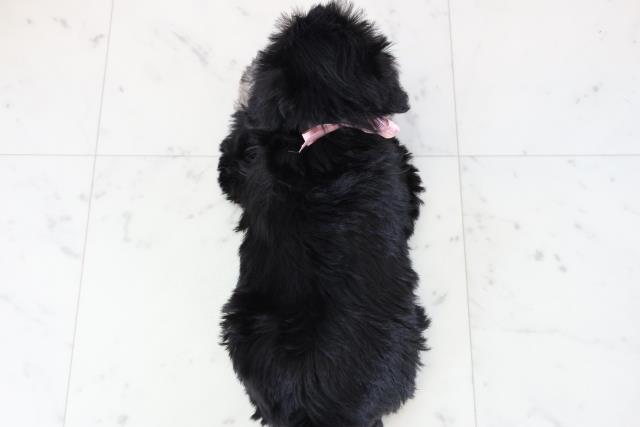 鹿児島県のミニチュアシュナウザー (Coo&RIKU鹿屋店/2025年11月23日生まれ/女の子/ブラックシルバー)の子犬の4枚目の画像