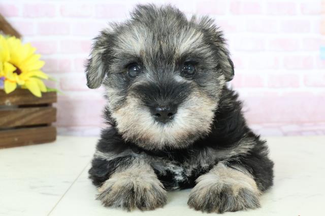 鹿児島県のミニチュアシュナウザー (Coo&RIKU霧島店/2025年11月23日生まれ/女の子/ソルト)の子犬の1枚目の画像