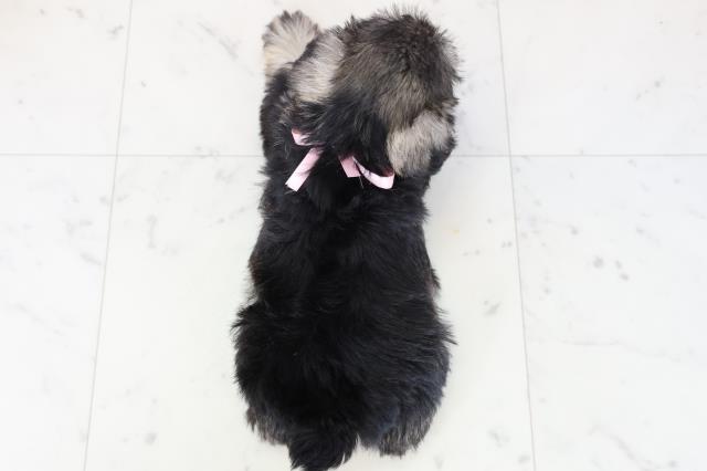 鹿児島県のミニチュアシュナウザー (Coo&RIKU霧島店/2025年11月23日生まれ/女の子/ソルト)の子犬の4枚目の画像