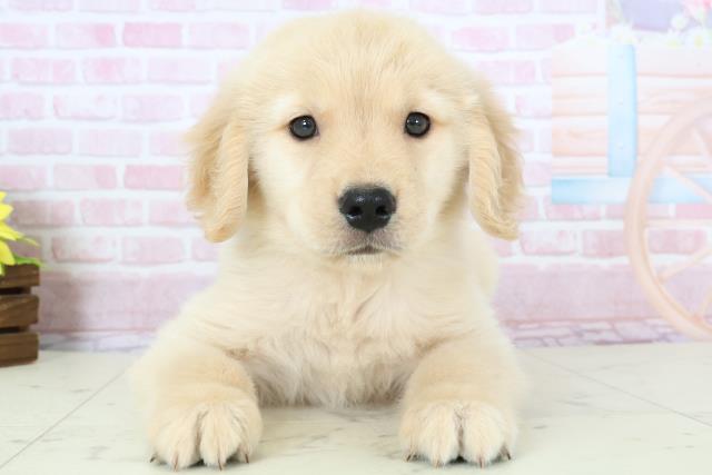 福岡県のゴールデンレトリバー (Coo&RIKU福岡西店/2025年11月23日生まれ/男の子/ゴールド)の子犬の1枚目の画像