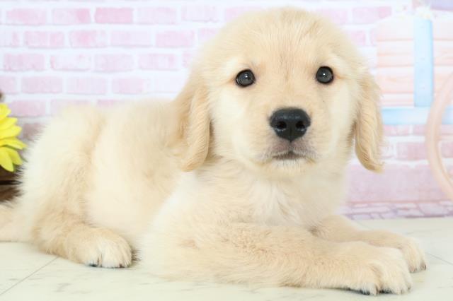 福岡県のゴールデンレトリバー (Coo&RIKU福岡西店/2025年11月23日生まれ/男の子/ゴールド)の子犬の2枚目の画像