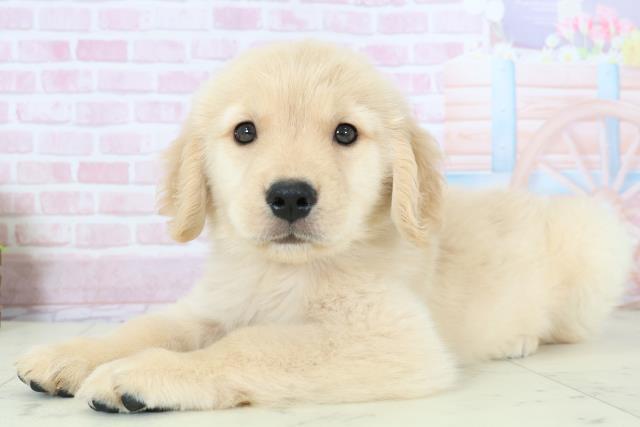 福岡県のゴールデンレトリバー (Coo&RIKU福岡西店/2025年11月23日生まれ/男の子/ゴールド)の子犬の3枚目の画像