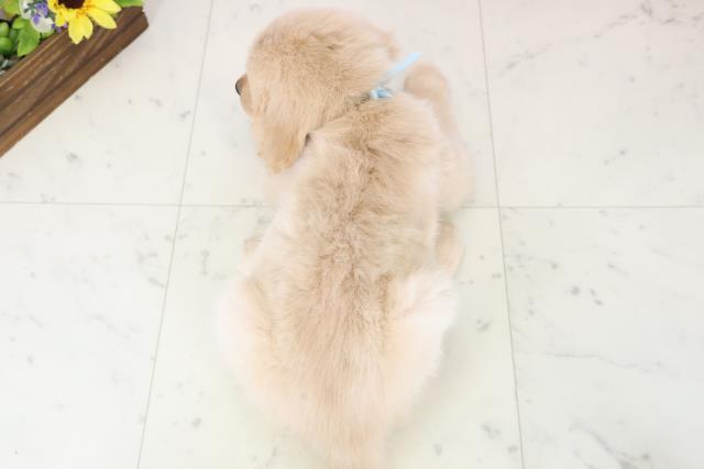 福岡県のゴールデンレトリバー (Coo&RIKU福岡西店/2025年11月23日生まれ/男の子/ゴールド)の子犬の4枚目の画像