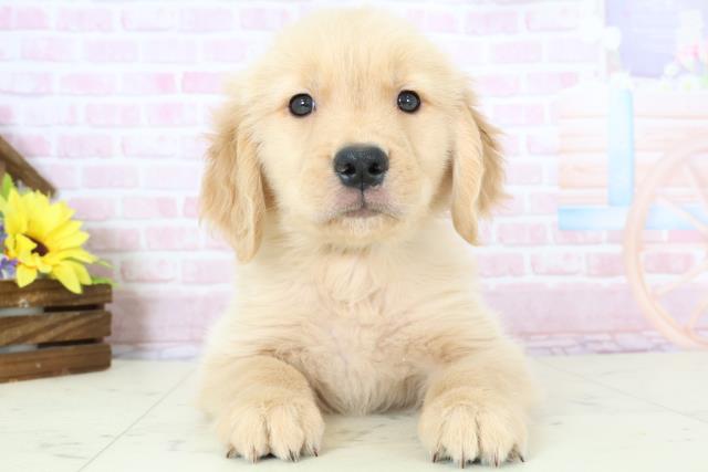 長崎県のゴールデンレトリバー (Coo&RIKU大村店/2025年11月23日生まれ/男の子/ゴールド)の子犬の1枚目の画像