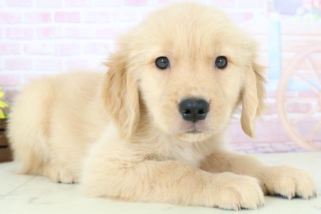 長崎県のゴールデンレトリバー (Coo&RIKU大村店/2025年11月23日生まれ/男の子/ゴールド)の子犬の2枚目の画像