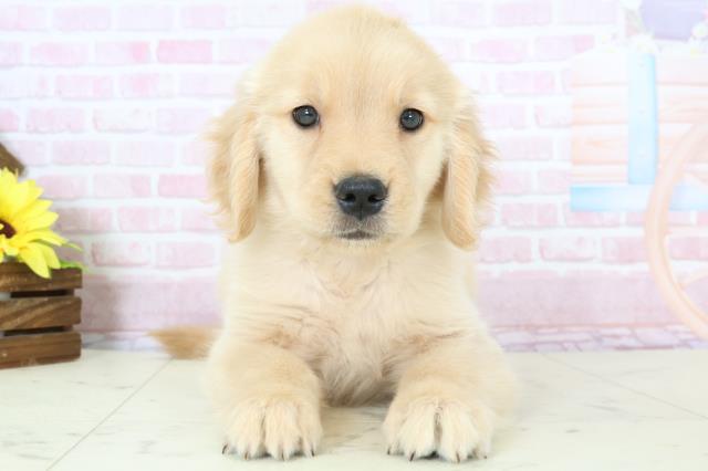 大分県のゴールデンレトリバー (Coo&RIKU大分店/2025年11月23日生まれ/女の子/ゴールド)の子犬の1枚目の画像