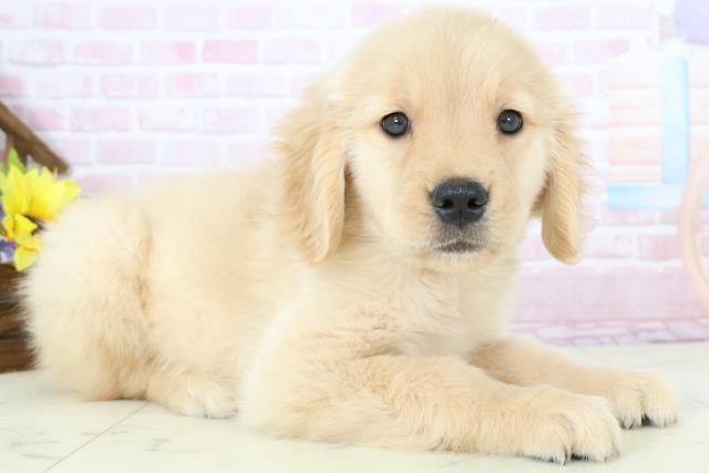 大分県のゴールデンレトリバー (Coo&RIKU大分店/2025年11月23日生まれ/女の子/ゴールド)の子犬の2枚目の画像