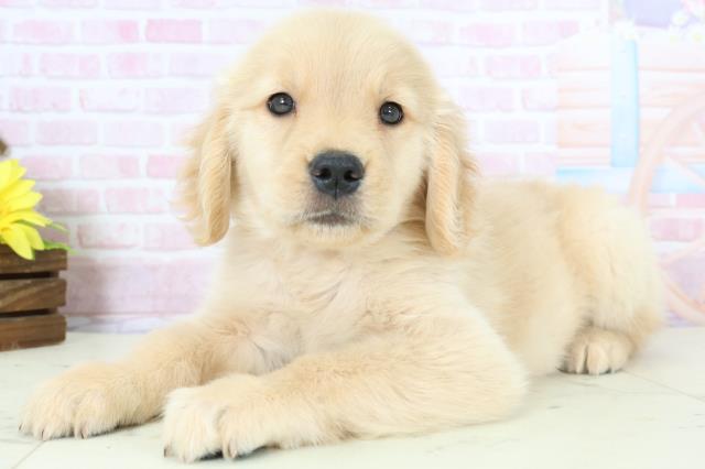 大分県のゴールデンレトリバー (Coo&RIKU大分店/2025年11月23日生まれ/女の子/ゴールド)の子犬の3枚目の画像