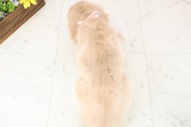 大分県のゴールデンレトリバー (Coo&RIKU大分店/2025年11月23日生まれ/女の子/ゴールド)の子犬の4枚目の画像