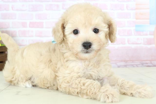 熊本県のトイプードル(トイ) (Coo&RIKUカリーノ菊陽店/2025年11月23日生まれ/男の子/クリーム)の子犬の2枚目の画像