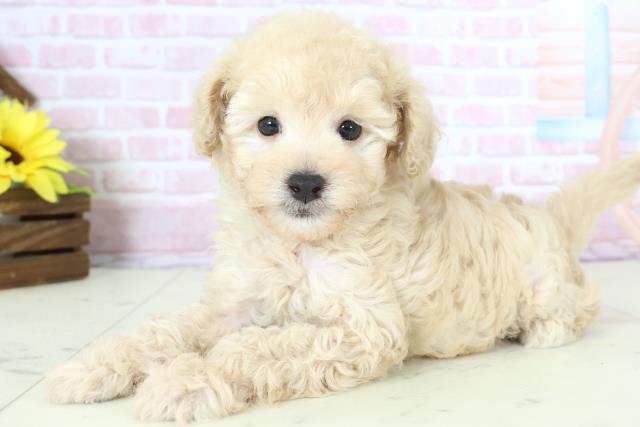 熊本県のトイプードル(トイ) (Coo&RIKUカリーノ菊陽店/2025年11月23日生まれ/男の子/クリーム)の子犬の3枚目の画像