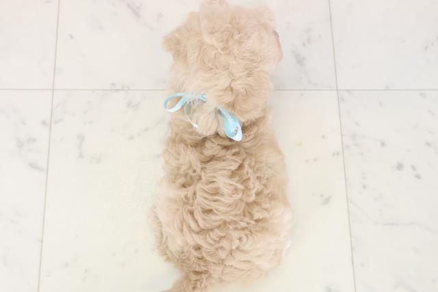 熊本県のトイプードル(トイ) (Coo&RIKUカリーノ菊陽店/2025年11月23日生まれ/男の子/クリーム)の子犬の4枚目の画像