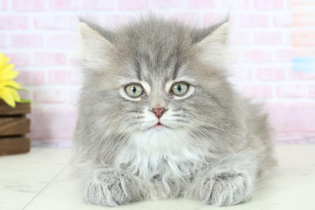 熊本県のサイベリアン (Coo&RIKU宇土シティモール店/2025年11月21日生まれ/男の子/ブルースモークタビー)の子猫の1枚目の画像