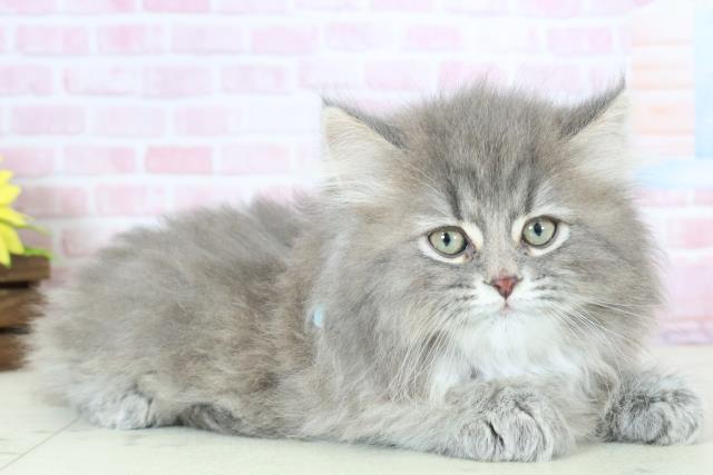 熊本県のサイベリアン (Coo&RIKU宇土シティモール店/2025年11月21日生まれ/男の子/ブルースモークタビー)の子猫の2枚目の画像