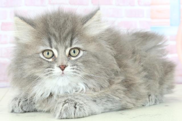 熊本県のサイベリアン (Coo&RIKU宇土シティモール店/2025年11月21日生まれ/男の子/ブルースモークタビー)の子猫の3枚目の画像