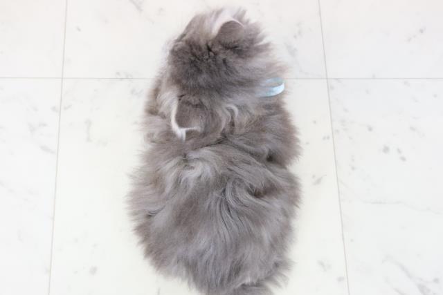 熊本県のサイベリアン (Coo&RIKU宇土シティモール店/2025年11月21日生まれ/男の子/ブルースモークタビー)の子猫の4枚目の画像