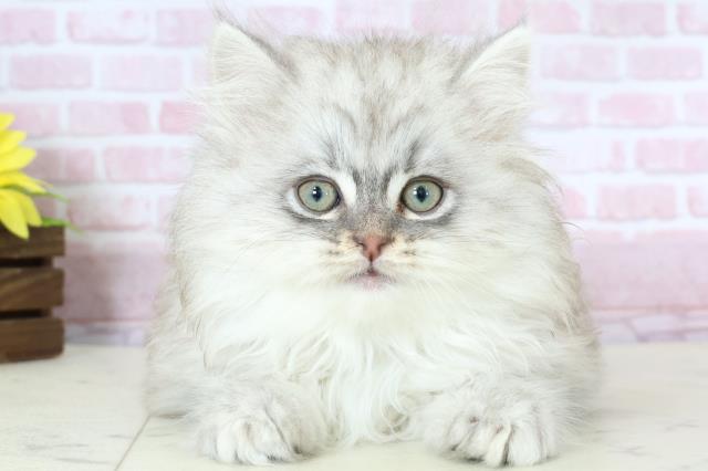 福岡県のサイベリアン (Coo&RIKU小倉店/2025年11月21日生まれ/男の子/シルバータビー)の子猫の1枚目の画像