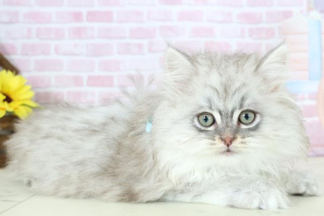 福岡県のサイベリアン (Coo&RIKU小倉店/2025年11月21日生まれ/男の子/シルバータビー)の子猫の2枚目の画像