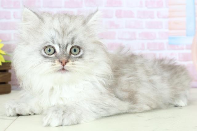 福岡県のサイベリアン (Coo&RIKU小倉店/2025年11月21日生まれ/男の子/シルバータビー)の子猫の3枚目の画像