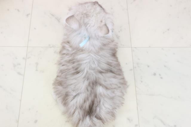 福岡県のサイベリアン (Coo&RIKU小倉店/2025年11月21日生まれ/男の子/シルバータビー)の子猫の4枚目の画像