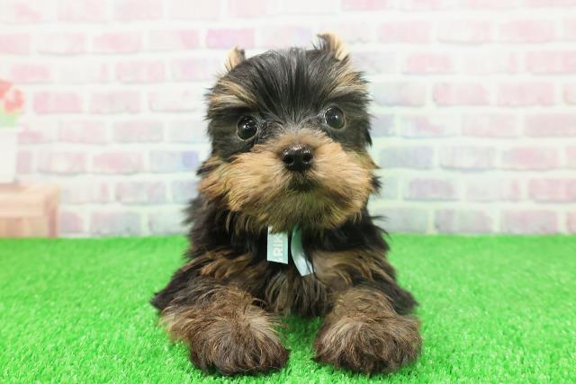 静岡県のヨークシャーテリア (Coo&RIKU静岡SBS通り店/2025年11月21日生まれ/男の子/スチールブルータン)の子犬の1枚目の画像