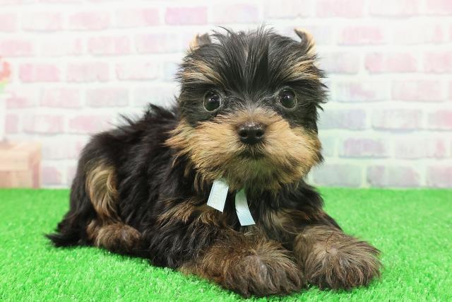 静岡県のヨークシャーテリア (Coo&RIKU静岡SBS通り店/2025年11月21日生まれ/男の子/スチールブルータン)の子犬の3枚目の画像